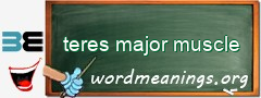 WordMeaning blackboard for teres major muscle